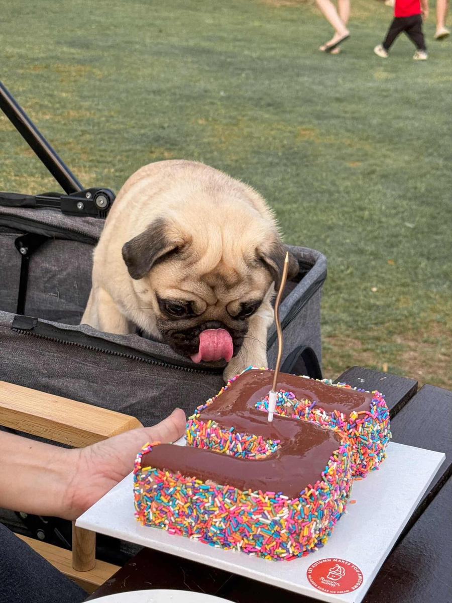 Dog with ice cream